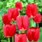 Tulipan Spring Song - GIGA paczka! - 250 szt.