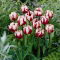 Tulipan Zurel - GIGA paczka! - 250 szt.