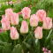 Tulipan Pink Dream - GIGA paczka! - 250 szt.