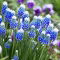 Szafirek Auchera - Muscari Mount Hood - GIGA paczka! - 250 szt.