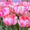 Tulipan Elsenburg - GIGA paczka! - 250 szt.