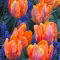 Tulipan Prinses Irene Parrot - GIGA paczka! - 250 szt.