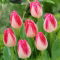 Tulipan Page Polka - GIGA paczka! - 250 szt.