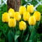 Tulipan Royal Elegance - GIGA paczka! - 250 szt.
