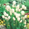 Tulipan White Bouquet - duża paczka! - 50 szt.