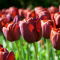 Tulipan Dom Pedro - GIGA paczka! - 250 szt.