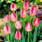 Tulipan Judith Leyster - GIGA paczka! - 250 szt.