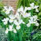 Irys holenderski - White Excelsior - GIGA paczka! - 500 szt.