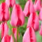 Tulipan Trick - duża paczka! - 50 szt.