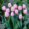 Tulipan jasnoróżowy - Light pink - duża paczka! - 50 szt.