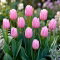 Tulipan jasnoróżowy - Light Pink - GIGA paczka! - 250 szt.