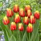 Tulipan Jan Seignette - 5 szt.