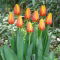 Tulipan World Peace - 5 szt.