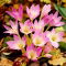 Zimowit - Colchicum giganteum - GIGA paczka! - 50 szt.