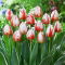 Tulipan Happy Generation - 5 szt.