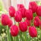 Tulipan Burgundy Lace - 5 szt.