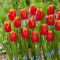 Tulipan Fabio - 5 szt.