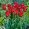 Tulipan liliokształtny czerwony - Lilyflowering red - 5 szt.