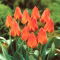 Tulipan Orange Elite - 5 szt.