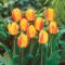 Tulipan Oxford Wonder - 5 szt.
