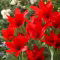 Tulipan Praestans Zwanenburg Variety - 5 szt.