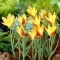Tulipan Tinka - 5 szt.