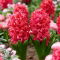 Hiacynt Red Glory - duża paczka! - 30 szt.
