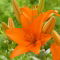 Lilia azjatycka - Orange Ton
