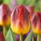 Tulipan Amberglow - 5 szt.