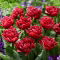 Tulipan Cranberry Thistle - 5 szt.