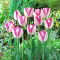 Tulipan Del Piero - 5 szt.