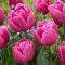 Tulipan Double You - duża paczka! - 50 szt.