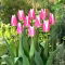Tulipan Early Surprise - 5 szt.
