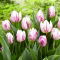 Tulipan Flaming Prince - 5 szt.