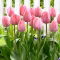 Tulipan Mystic Van Eijk - duża paczka! - 50 szt.