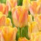 Tulipan Salmon Dynasty - duża paczka! - 50 szt.