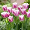 Tulipan Siesta - 5 szt.