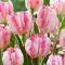Tulipan Silver Parrot - 5 szt.