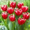 Tulipan Vampire - 5 szt.