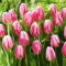 Tulipan Bojangles - 5 szt.