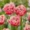 Tulipan Brest - 5 szt.
