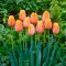 Tulipan Dordogne - duża paczka! - 50 szt.