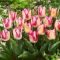 Tulipan Yasmine - 5 szt.