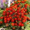 Aksamitka Red Cherry - rozpierzchła