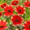 Dalia - Bicolore