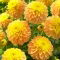 Dalia - Bocherell