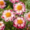 Dalia - Bumble Rumble
