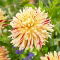 Dalia - Cambridge - GIGA paczka! - 50 szt.