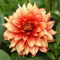 Dalia - Dazzling Magic