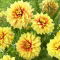 Dalia - Dazzling Sun - GIGA paczka! - 50 szt.